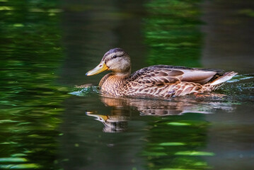 Beautiful ducks swim in the autumn pond.