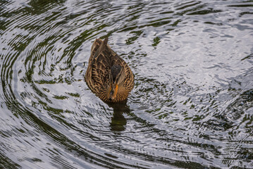 Beautiful ducks swim in the autumn pond.