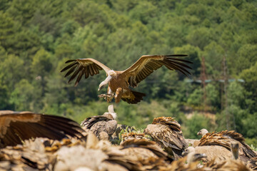Close-up of a Griffon vulture (Eurasion griffon, Gyps fulvus) on final approach to landing