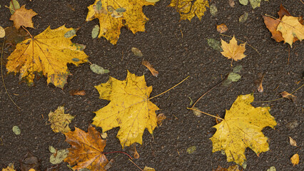 Yellow maple leaves on wet asphalt. Autumn background