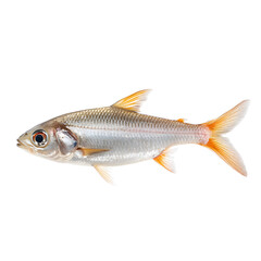 Silver gray fish with orange fins isolated transparent background