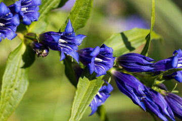 Schwalbenwurz Enzian Gentiana asclepiadea