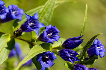 Schwalbenwurz Enzian Gentiana asclepiadea