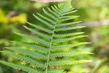 Plumosum Densum Flaumfeder Filigranfarn