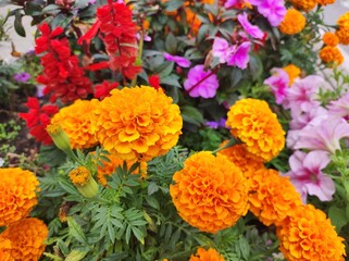 Colorful garden flowers