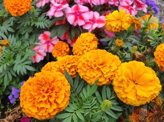 Colorful garden flowers
