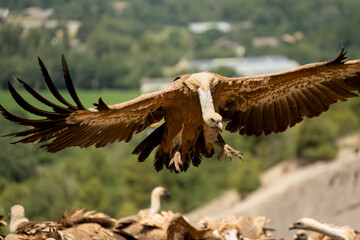 Close-up of a Griffon vulture (Eurasion griffon, Gyps fulvus) on final approach to landing