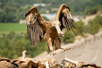 Close-up of a Griffon vulture (Eurasion griffon, Gyps fulvus) on final approach to landing