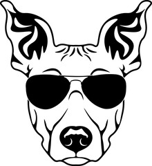 American Hairless Terrier In Sunglasses