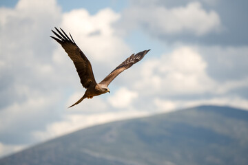 close-up of a black kite (Milvus migrans) at a vulture feeding site