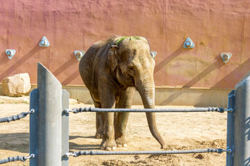 An elephant in its enclosure at the Moscow Zoo on a sunny day.