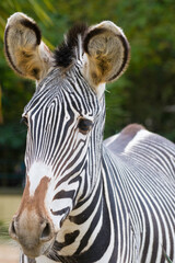 Naklejka premium close up Portrait of a zebra in the zoo