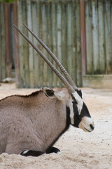 portrait of Oryx gazella, in the lisbon zoo