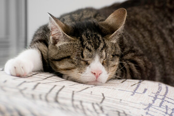 Cute tabby cat sleeping on the bed. Selective focus.