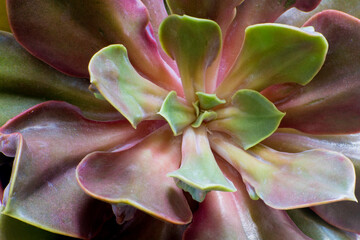 Close up of a succulent plant, echeveria.