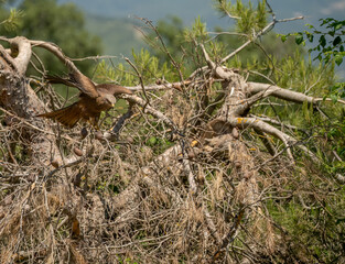 close-up of a black kite (Milvus migrans) at a vulture feeding site