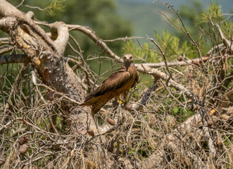 close-up of a black kite (Milvus migrans) at a vulture feeding site