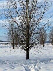 trees in winter