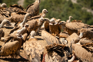 Close-up of feeding and fighting Griffon vultures (Eurasion griffon, Gyps fulvus) 
