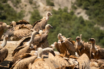 Close-up of feeding and fighting Griffon vultures (Eurasion griffon, Gyps fulvus) 