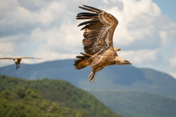 Close-up of Griffon vultures (Eurasion griffon, Gyps fulvus) taking to flight, Aragin Spain