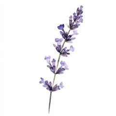 Fototapeta premium Watercolor Pastel Lavender Flower Branch on White Background for Spring or Easter Decorations Generative AI