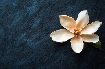 Fototapeta premium Single Magnolia Blossom on a Dark Blue Background