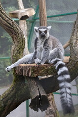 Lemur catta in New zoo, Poznaň