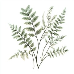 Soft Fern Branches Isolated on White Background for Nature and Botany Concepts Generative AI