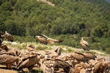 Close-up of Egyptian Vultures (Neophron percnopterus, Alimoche Común) feeding amongst a wake of Griffon vultures