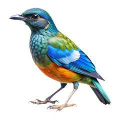 Fototapeta premium A color full bird standing with a Transparent background