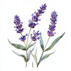 Fototapeta premium Watercolor Lavender Isolated on White Background for Floral Design and Decoration Generative AI