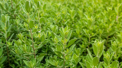Close-up of green leaf bush with a blurred background