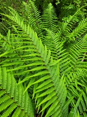 fern leaves