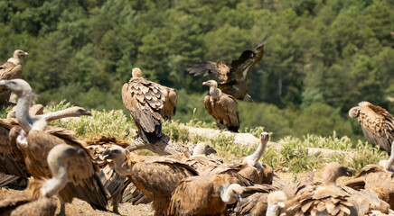 Close-up of Griffon vultures (Eurasion griffon, Gyps fulvus) taking to flight, Aragin Spain