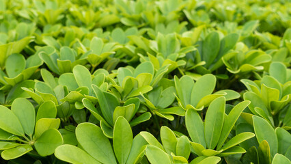 Close view of green plant leaves beside a red fire hydrant