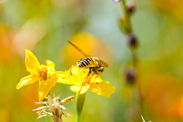Wespen Schwebefliege in der Nahaufnahme, auch Stehfliege, Schwirrfliege, Chrysotoxum Cautum: Syrphidae - No Ai.
