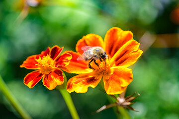 Biene, Hummel,  Studentenblume