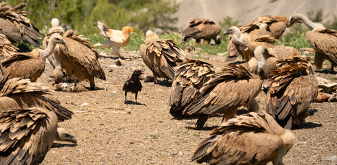 Close-up of feeding and fighting Griffon vultures (Eurasion griffon, Gyps fulvus) 