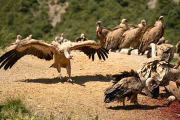 Close-up of feeding and fighting Griffon vultures (Eurasion griffon, Gyps fulvus) 