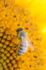 ape su girasole