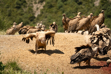 Close-up of feeding and fighting Griffon vultures (Eurasion griffon, Gyps fulvus) 