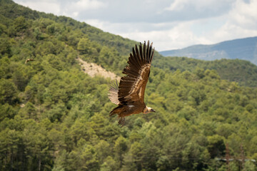 Close-up of Griffon vultures (Eurasion griffon, Gyps fulvus) taking to flight, Aragin Spain