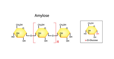 Amylose molecule. Starch molecule, Polysaccharide. chemical structure. Carbohydrates and Sugars Terminology. Scientific Design. Vector Illustration.