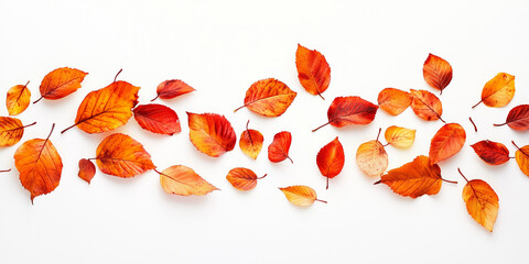 Scattered dry autumn leaves on white background. Vibrant display of fall foliage in warm seasonal tones.
