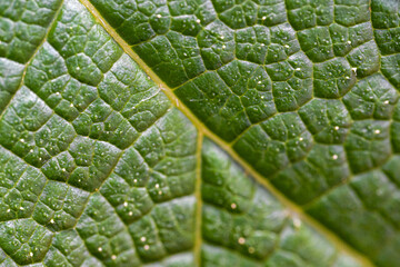 Leave-Texture, Macro, no ai