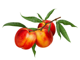 Three ripe red peaches or nectarines hanging on branch with green leaves isolated on white background
