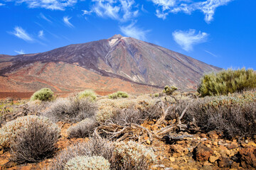 Landscape view of Mount Teide with bushes and dry tree foreground during clear day, Tenerife