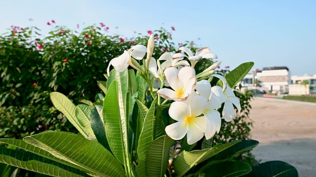 Beautiful White Plumeria Flower in a Garden