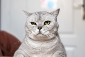 Cat Portrait, Grumpy, Stare - A close-up portrait of a grumpy cat staring directly at the camera.